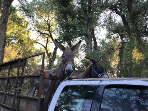 Donkeys get truck ride to wilderness