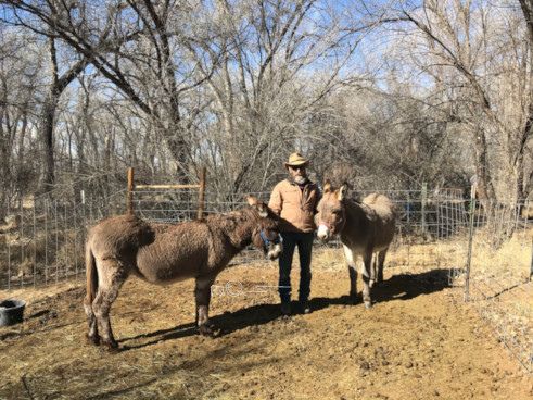 Donkeys sporting their winter coats