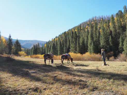 Scenic wilderness view