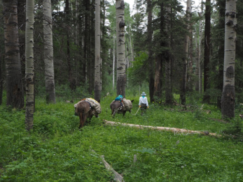 Donkey travel through an aspen forest