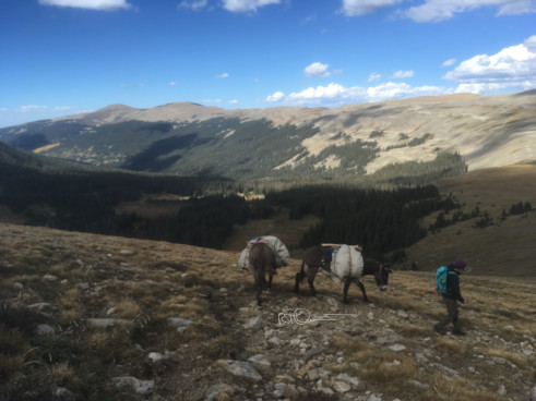 Wilderness travel with donkeys